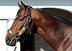 Grade II Winner Wilburn Sires First Foal Grade II Winner Wilburn Sires First Foal