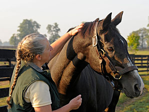 Wild Again Euthanized at Age 28 Wild Again Euthanized at Age 28
