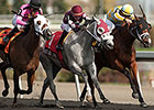 Wild Catomine Prevails in Fury Stakes Duel Wild Catomine Prevails in Fury Stakes Duel