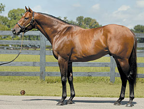 Stallions Named For Matchmaker Stallions Named For Matchmaker