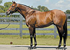 Stallions Named For Matchmaker Stallions Named For Matchmaker