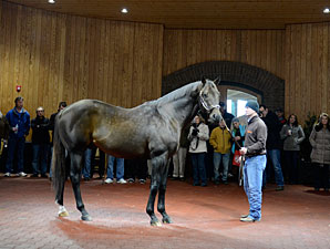 WinStar Awards Stallion Seasons to Breeders WinStar Awards Stallion Seasons to Breeders