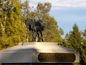 Winstar+farm+stallions