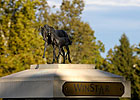 WinStar Expands 'Breed to Win' Program WinStar Expands 'Breed to Win' Program