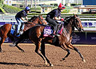 Filly Wind Fire Takes On Top Male Sprinters Filly Wind Fire Takes On Top Male Sprinters