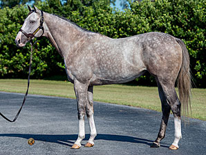Winslow Homer Retired to Journeyman Stud Winslow Homer Retired to Journeyman Stud