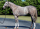 Winslow Homer Retired to Journeyman Stud Winslow Homer Retired to Journeyman Stud