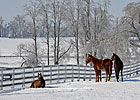 Happy Holidays from Blood-Horse Publications Happy Holidays from Blood-Horse Publications