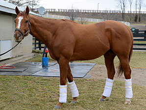 Wise Dan a Reminder of Overbrook's Class Wise Dan a Reminder of Overbrook's Class