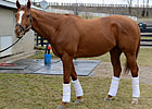 Wise Dan a Reminder of Overbrook's Class Wise Dan a Reminder of Overbrook's Class