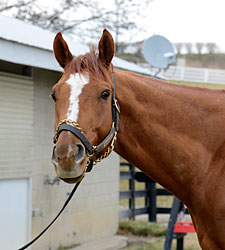 Wise Dan Rejoins Lopresti at Keeneland Wise Dan Rejoins Lopresti at Keeneland