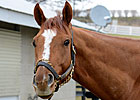 Wise Dan Rejoins Lopresti at Keeneland Wise Dan Rejoins Lopresti at Keeneland