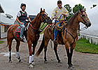 Wise Dan and His Quarter Horse Buddy Donnie Wise Dan and His Quarter Horse Buddy Donnie