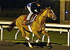 Wise Dan Set to Return in Maker's 46 Mile Wise Dan Set to Return in Maker's 46 Mile