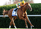 Different Paths for Wise Dan, Animal Kingdom Different Paths for Wise Dan, Animal Kingdom