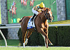 Wise Dan's Travel Plans Delayed Wise Dan's Travel Plans Delayed