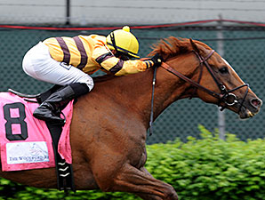 Firecracker Likely Next Stop for Wise Dan Firecracker Likely Next Stop for Wise Dan