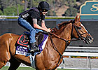 Wise Dan Stretches Legs on Santa Anita Turf Wise Dan Stretches Legs on Santa Anita Turf