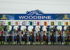 Woobine Has Per-Card Wagering Rise in 2013 Woobine Has Per-Card Wagering Rise in 2013