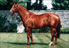 Woodman Euthanized at Age 24 Woodman Euthanized at Age 24
