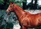 Woodman Euthanized at Age 24 Woodman Euthanized at Age 24