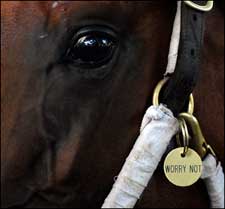 Stock Market Dip Not a Concern at Saratoga Sale Stock Market Dip Not a Concern at Saratoga Sale