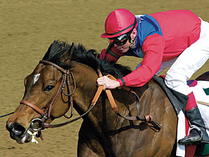 Begin, Dam of Xtra Heat, Dead Begin, Dam of Xtra Heat, Dead