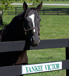 The Groom Is Red, Yankee Victor Die The Groom Is Red, Yankee Victor Die