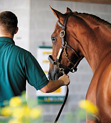 Outlook Positive for Yearling Selling Season Outlook Positive for Yearling Selling Season