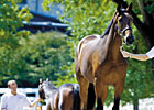 Looking Ahead to the Yearling Sales Looking Ahead to the Yearling Sales