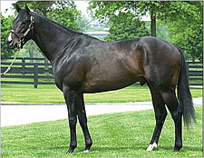 Yonaguska Weanling Tops Sunday Keeneland Session