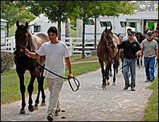 Keeneland September Yearling Sale Should Shed Light on Market Keeneland September Yearling Sale Should Shed Light on Market