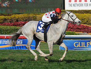Za Approval, Javerre Head Full Red Bank Field Za Approval, Javerre Head Full Red Bank Field