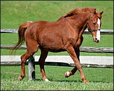 Hall of Fame Steeplechaser Zaccio Dead Hall of Fame Steeplechaser Zaccio Dead
