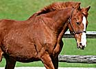 Hall of Fame Steeplechaser Zaccio Dead