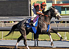 Zaftig Brings $1.4 Million at F-T Nov. Sale Zaftig Brings $1.4 Million at F-T Nov. Sale