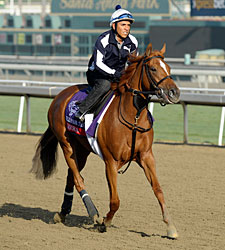 Brown Confident with Zagora in F&M Turf Brown Confident with Zagora in F&M Turf