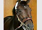 Zanjero Early Favorite in West Virginia Derby Zanjero Early Favorite in West Virginia Derby
