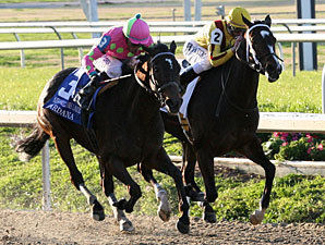 Zardana Named Fair Grounds Horse of the Meet Zardana Named Fair Grounds Horse of the Meet
