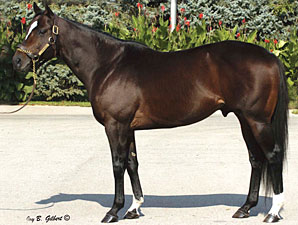Grade II Winner Zavata to Pin Oak Lane Grade II Winner Zavata to Pin Oak Lane