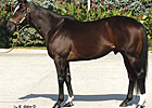 Grade II Winner Zavata to Pin Oak Lane 