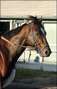 Biancone Patient With Sprinter Zavata Biancone Patient With Sprinter Zavata