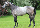 Zebedee to Shuttle to Cornerstone Stud Zebedee to Shuttle to Cornerstone Stud