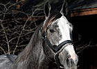 First Mare Bred to Zensational in Foal First Mare Bred to Zensational in Foal