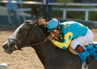 BC Sprint: Catch Zensational If You Can