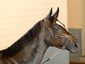 Zenyatta Set for Lady's Secret After Workout Zenyatta Set for Lady's Secret After Workout