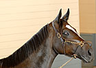 Zenyatta Assigned 129 For June 27 Vanity Zenyatta Assigned 129 For June 27 Vanity