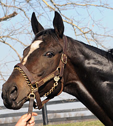 Zenyatta Loses Foal; Will Be Bred Again Zenyatta Loses Foal; Will Be Bred Again