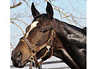 Zenyatta Loses Foal; Will Be Bred Again