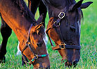 Zenyatta: Champion Mother Zenyatta: Champion Mother